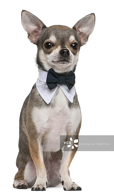 戴着蝴蝶结、3岁的吉娃娃坐着，白色背景图片素材