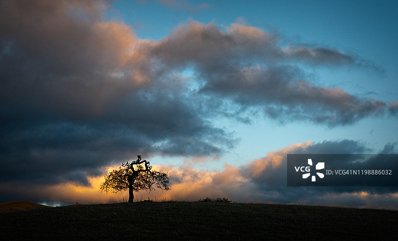 夕阳下的孤独蓝橡树图片素材
