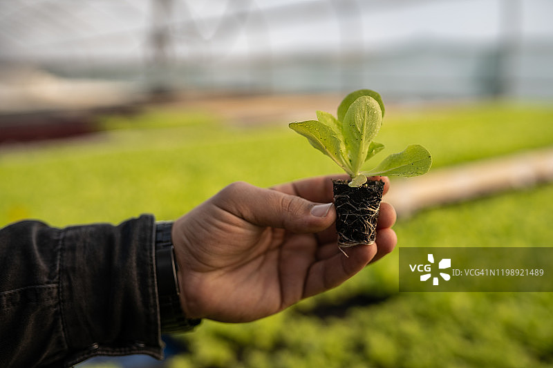 男人在温室中展示微型蔬菜幼苗图片素材