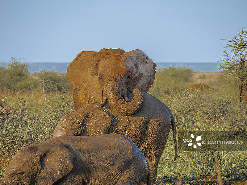 大象的滑稽动作图片素材