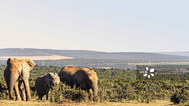 南非非洲象图片素材