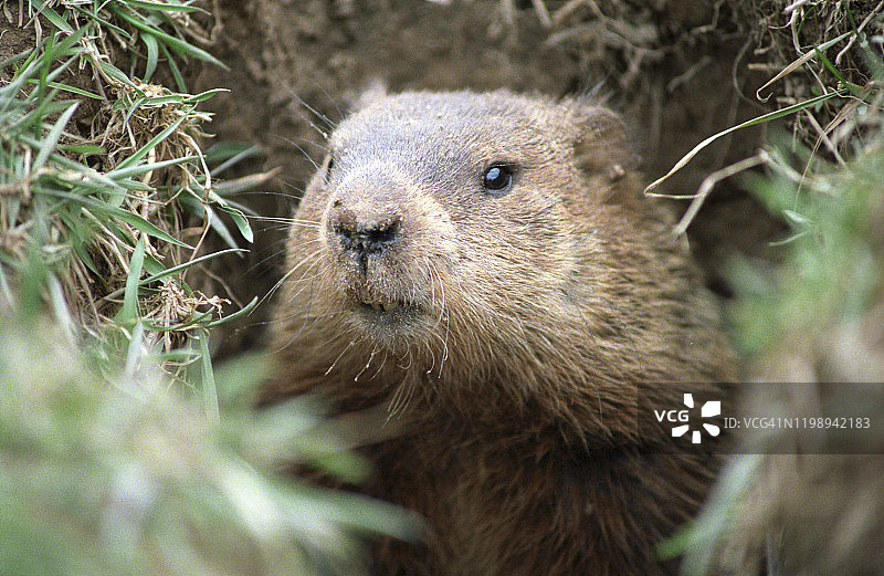 土拨鼠图片素材