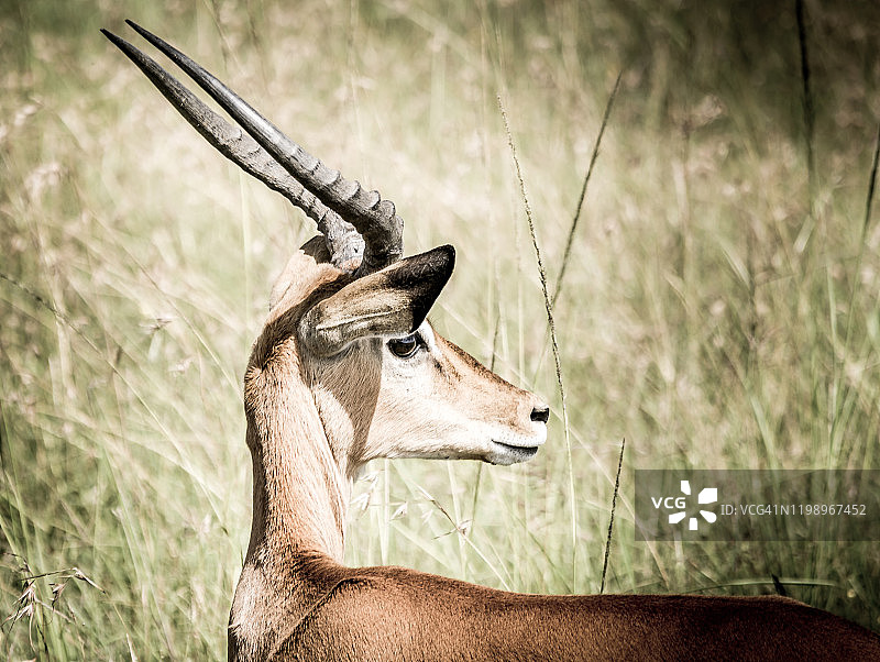黑斑羚的角图片素材