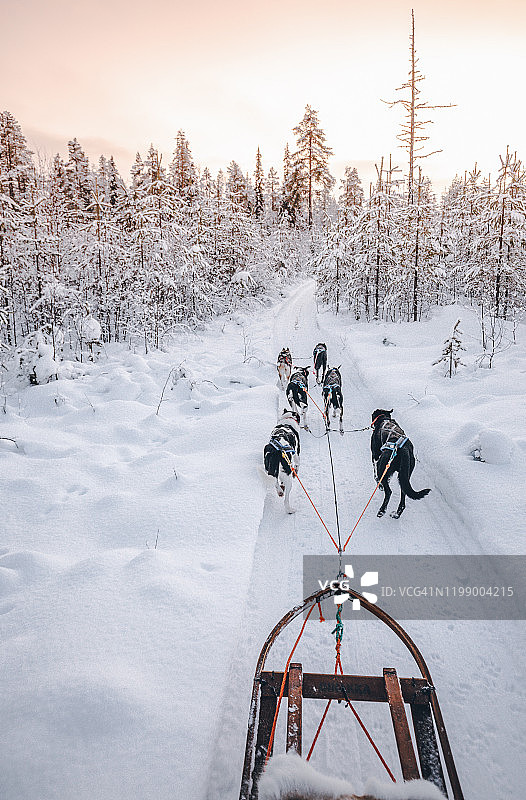 在芬兰拉普兰哈士奇犬雪橇图片素材