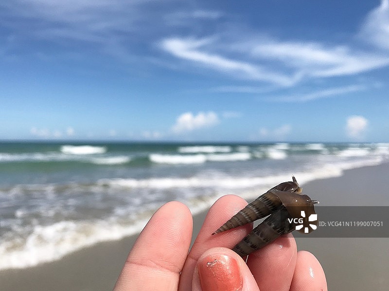 一位女士拿着冲上海滩的海螺壳的个人视角，Terebra Guttata 或 Eyed Auger图片素材