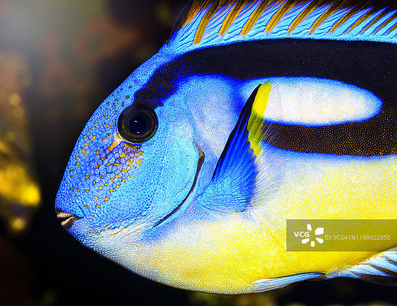 美丽的蓝唐鱼多莉图片素材