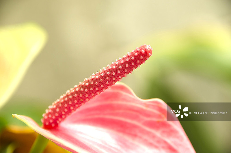 红掌肉穗花序图片素材