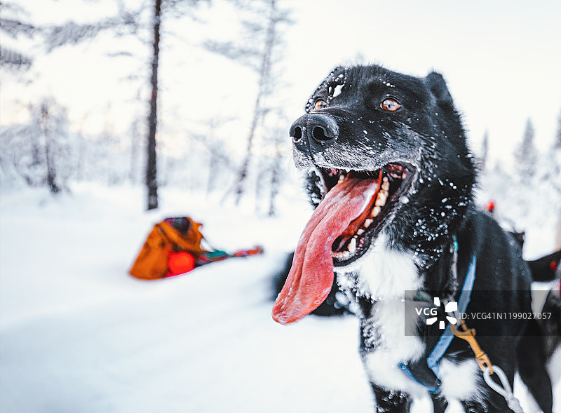 雪地里站立的黑狗肖像图片素材