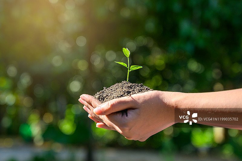 手中拿着树苗。散景绿色背景，女性的手在自然田野草地上握着树，森林保护概念图片素材