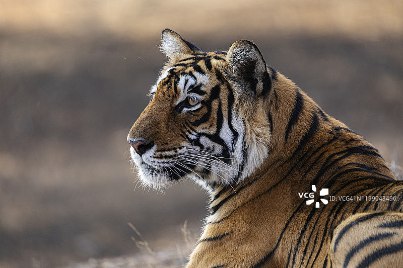 雌性老虎的肖像图片素材