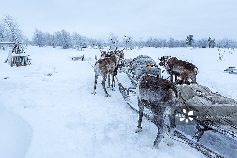 极地地区的驯鹿特写图片素材