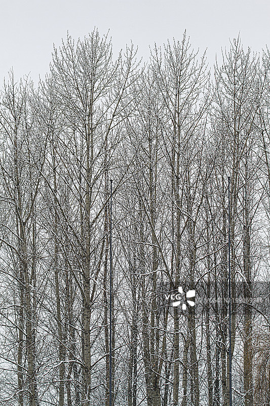 雪树图片素材