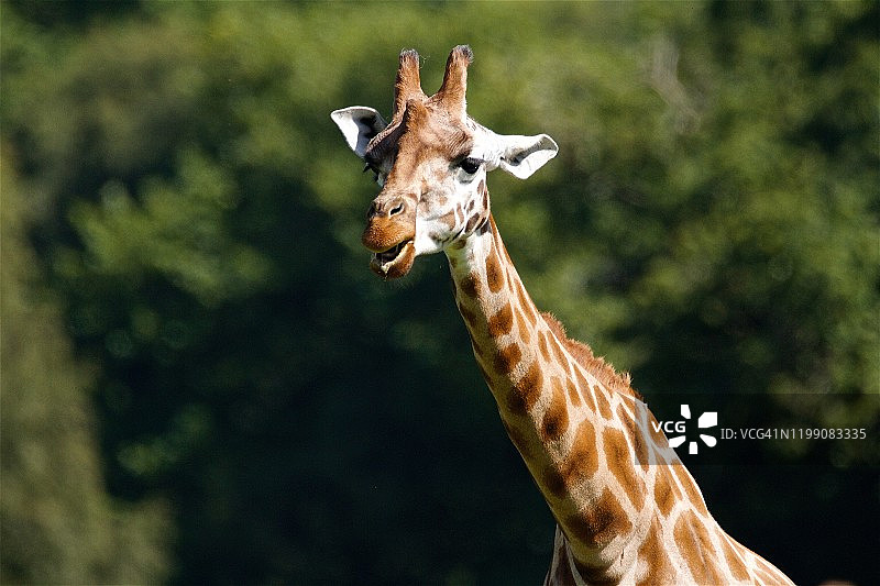 长颈鹿图片素材