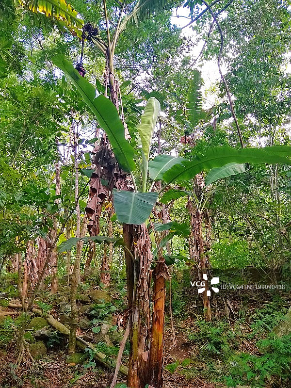 香蕉树图片素材