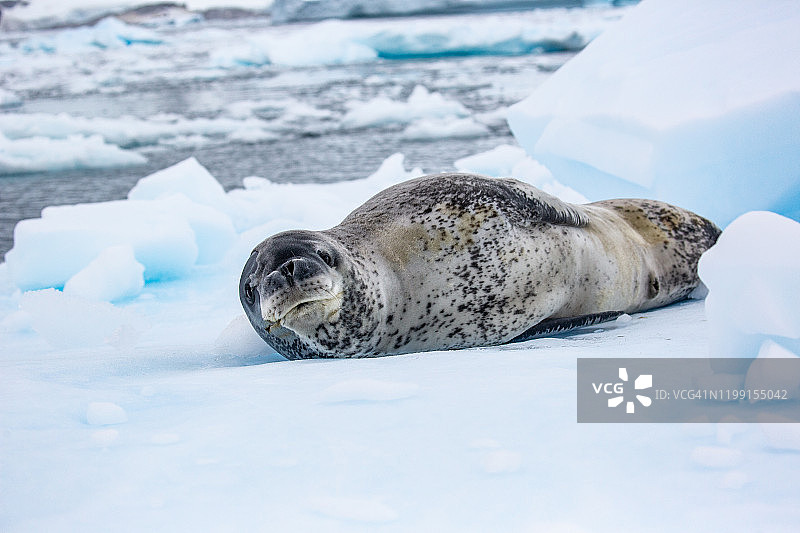 豹海豹图片素材