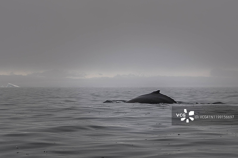 斯珀特岛附近的座头鲸图片素材