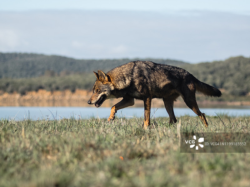 伊比利亚狼图片素材