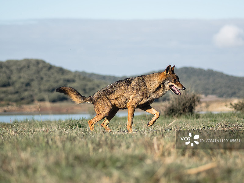 伊比利亚狼图片素材