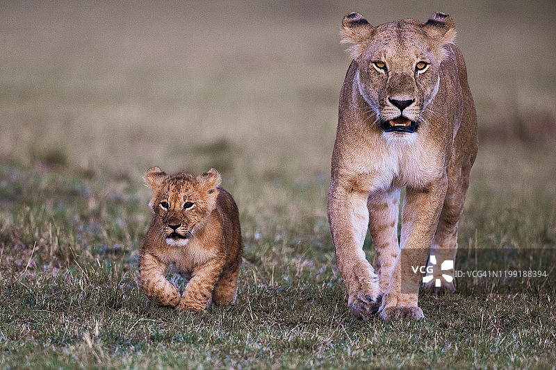 母狮和她的幼崽在自然中行走图片素材