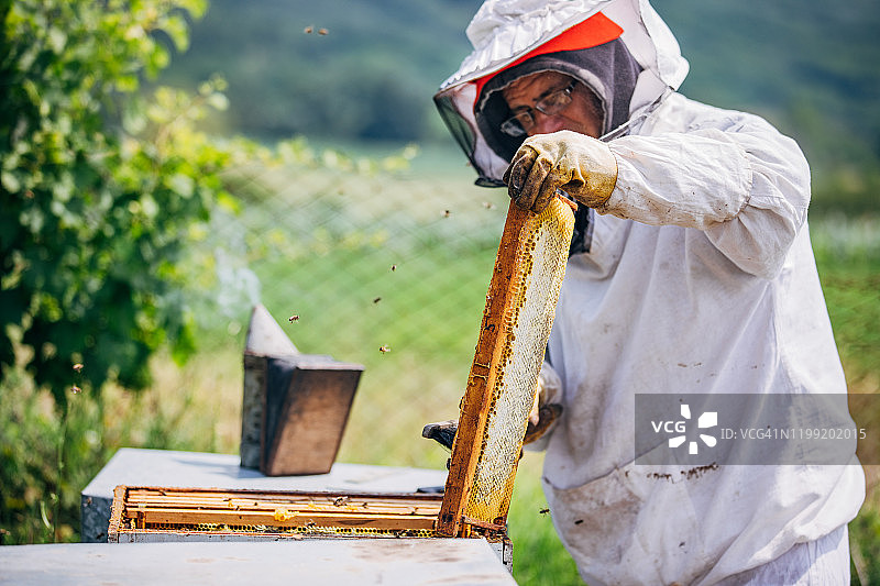 养蜂人从蜂箱中取蜜图片素材