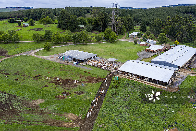 一大群艾尔郡奶牛走向大型乳品农场的挤奶棚的航拍图片素材