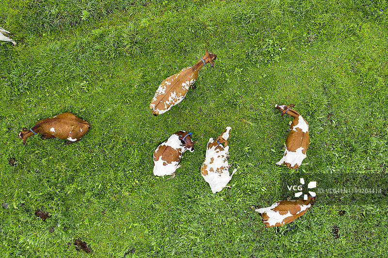 航拍艾尔郡奶牛在大型农场草地上吃草图片素材