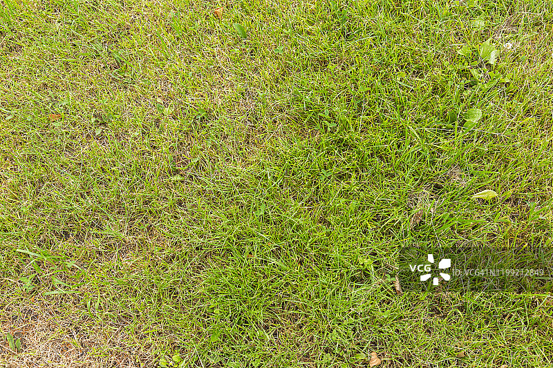 田野短绿草背景纹理图片素材