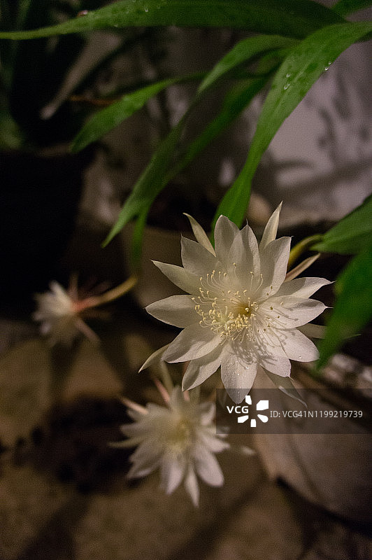 鱼骨仙人掌图片素材