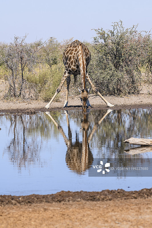 非洲博茨瓦纳喀拉哈里，南方长颈鹿在水坑饮水图片素材