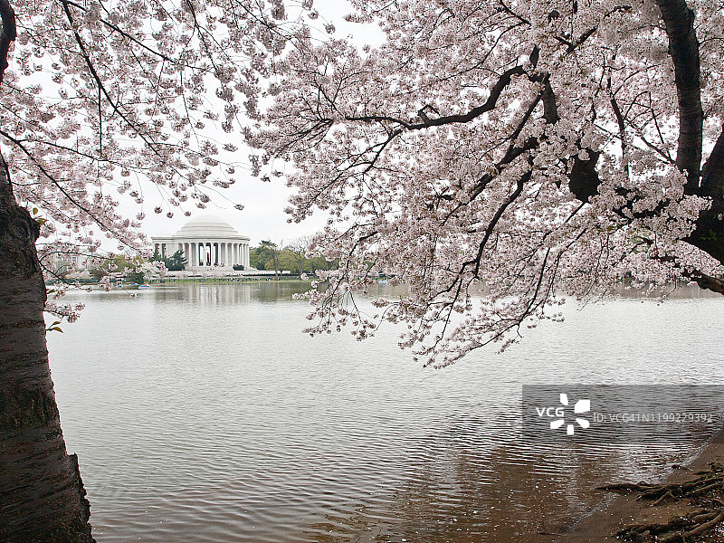 美国华盛顿特区杰斐逊纪念堂和潮汐湖畔的樱花图片素材