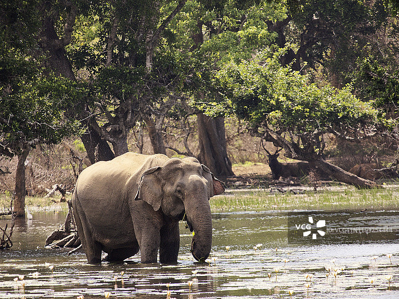 斯里兰卡象在亚拉国家公园沐浴饮水图片素材