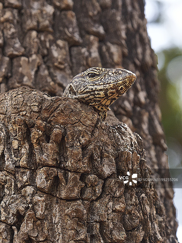 在亚拉国家公园树上休息的孟加拉巨蜥图片素材