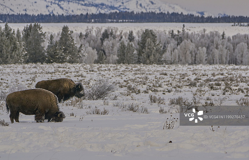 美国大提顿国家公园和黄石国家公园冬季的野生美洲野牛图片素材