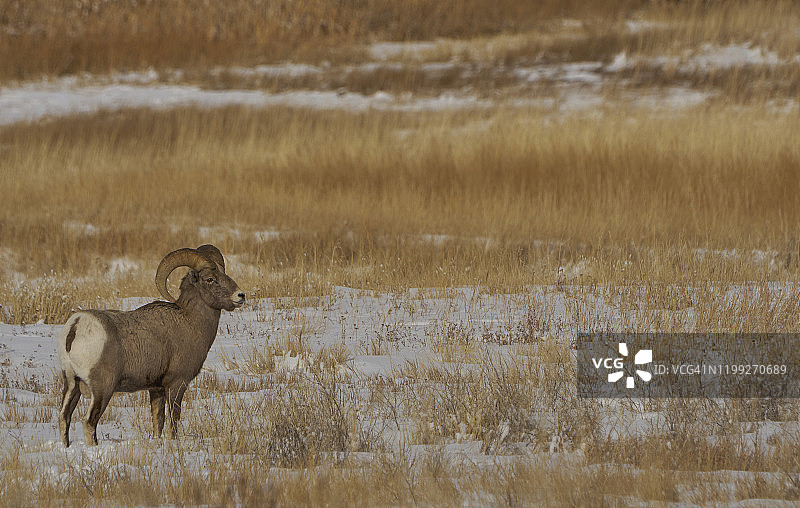 大提顿黄石公园冬季野生大角羊图片素材