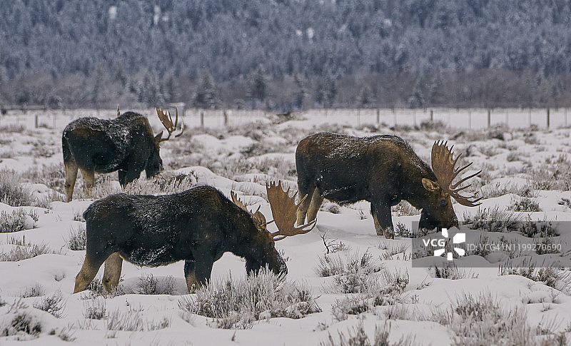 美国大提顿国家公园和黄石国家公园圣诞节的野生驼鹿图片素材