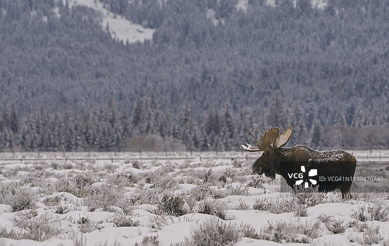 美国大提顿国家公园和黄石国家公园圣诞节的野生驼鹿图片素材