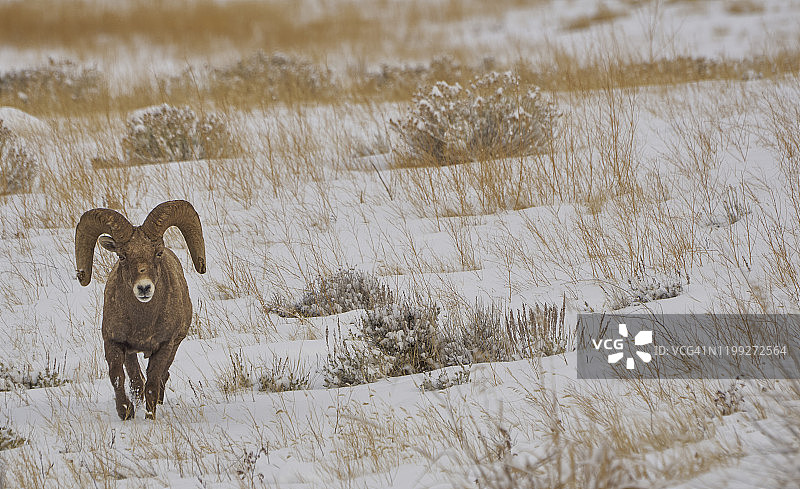 大提顿黄石公园冬季野生大角羊图片素材
