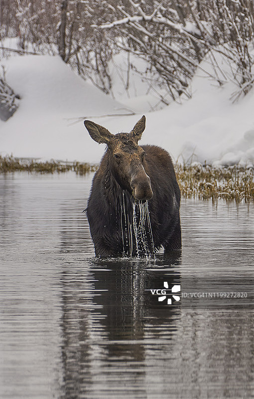 美国大提顿国家公园和黄石国家公园圣诞节的野生驼鹿图片素材