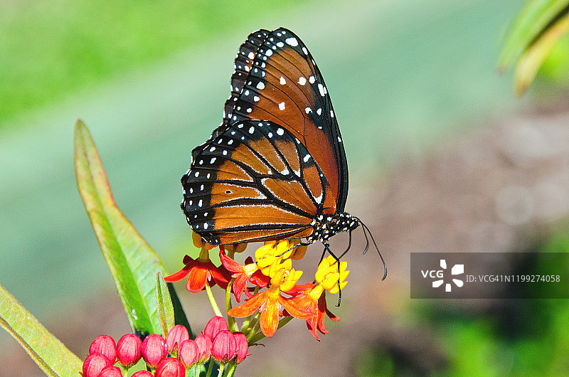 女王凤蝶图片素材