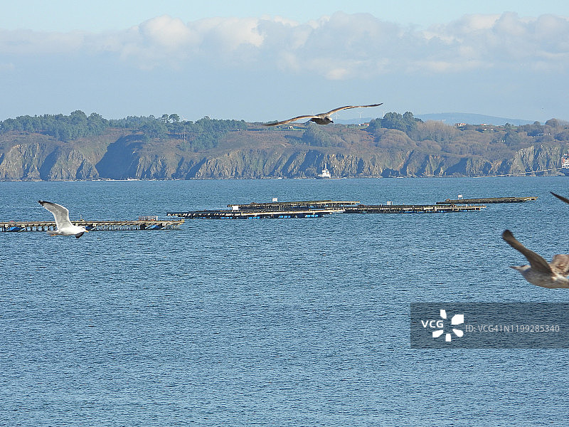 海中牡蛎和贻贝养殖场图片素材