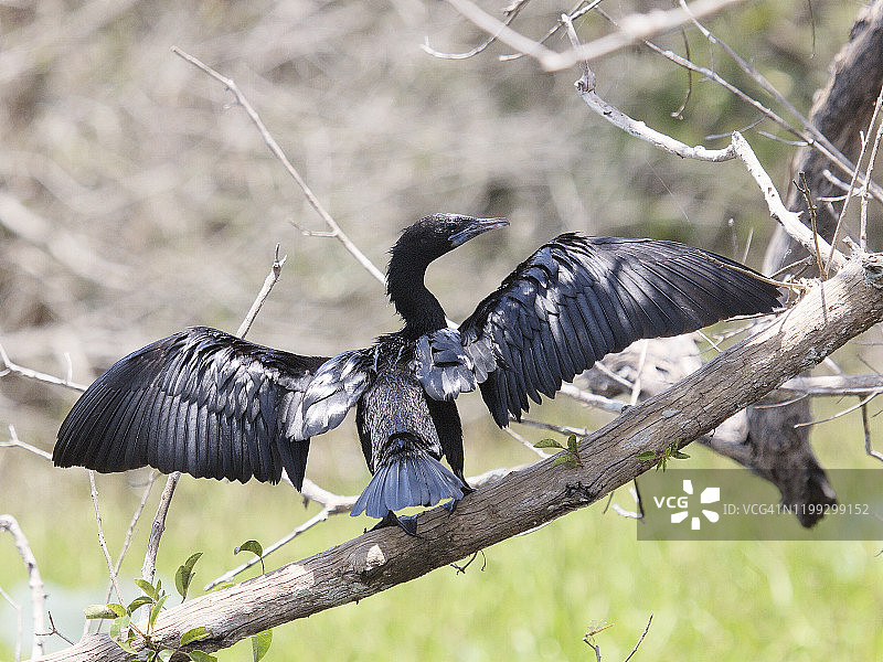 一只小鸬鹚晾晒翅膀图片素材