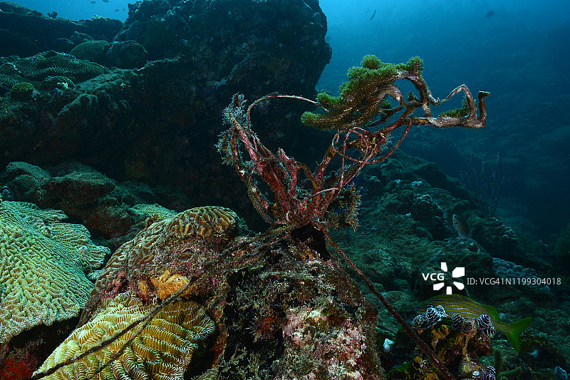 珊瑚上的渔具图片素材