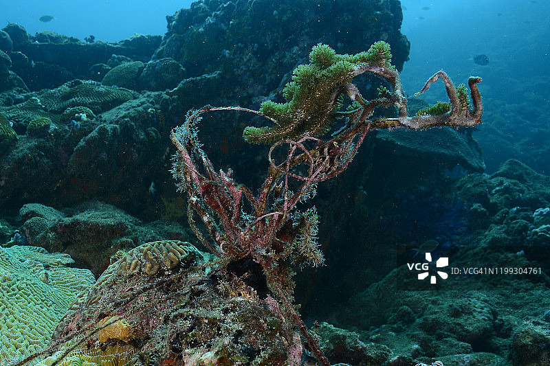 珊瑚上的渔具图片素材