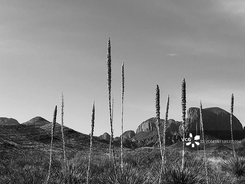 大本德国家公园，德克萨斯州，仙人掌图片素材