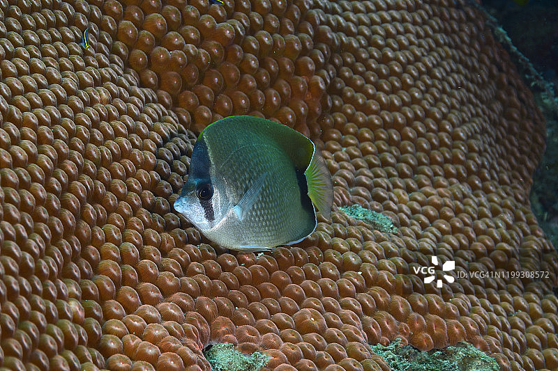 礁蝴蝶鱼图片素材