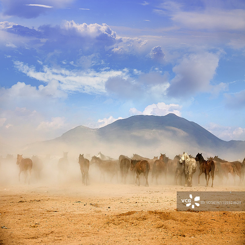 听到野马在自然中奔跑图片素材