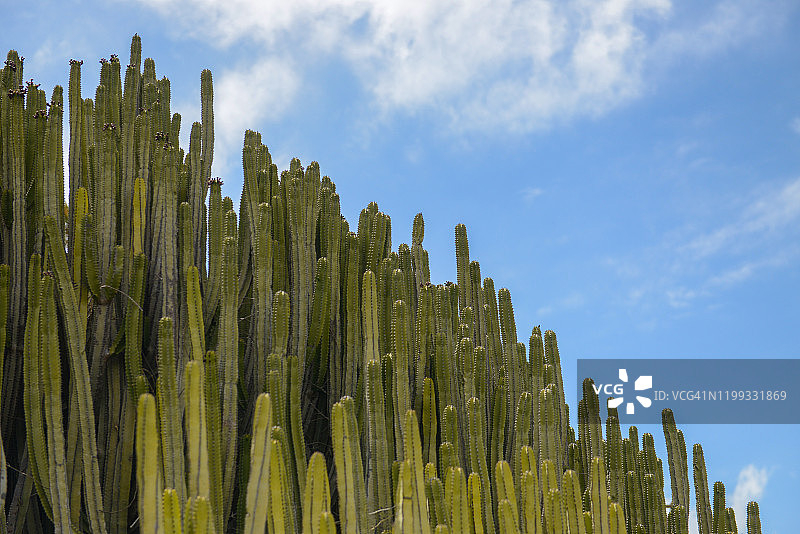 大戟属植物图片素材