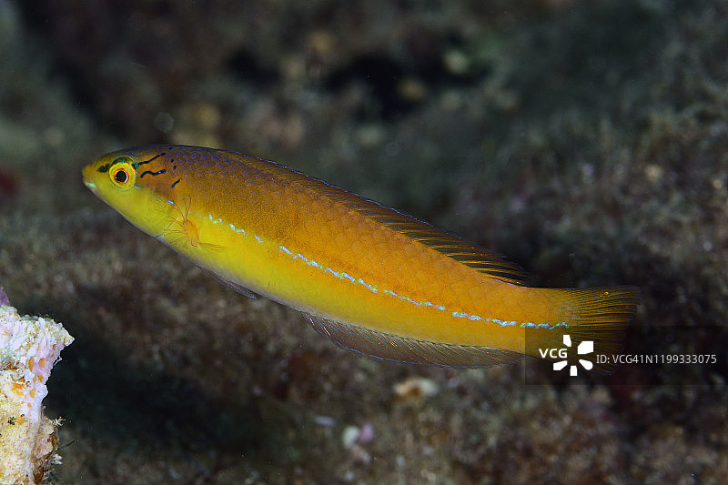 黄头濑鱼图片素材