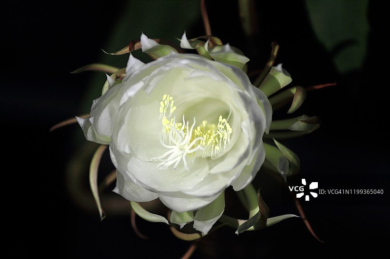 夜晚昙花特写图片素材