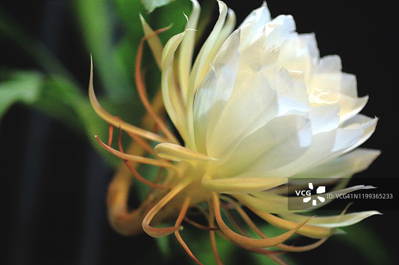 夜晚昙花特写图片素材